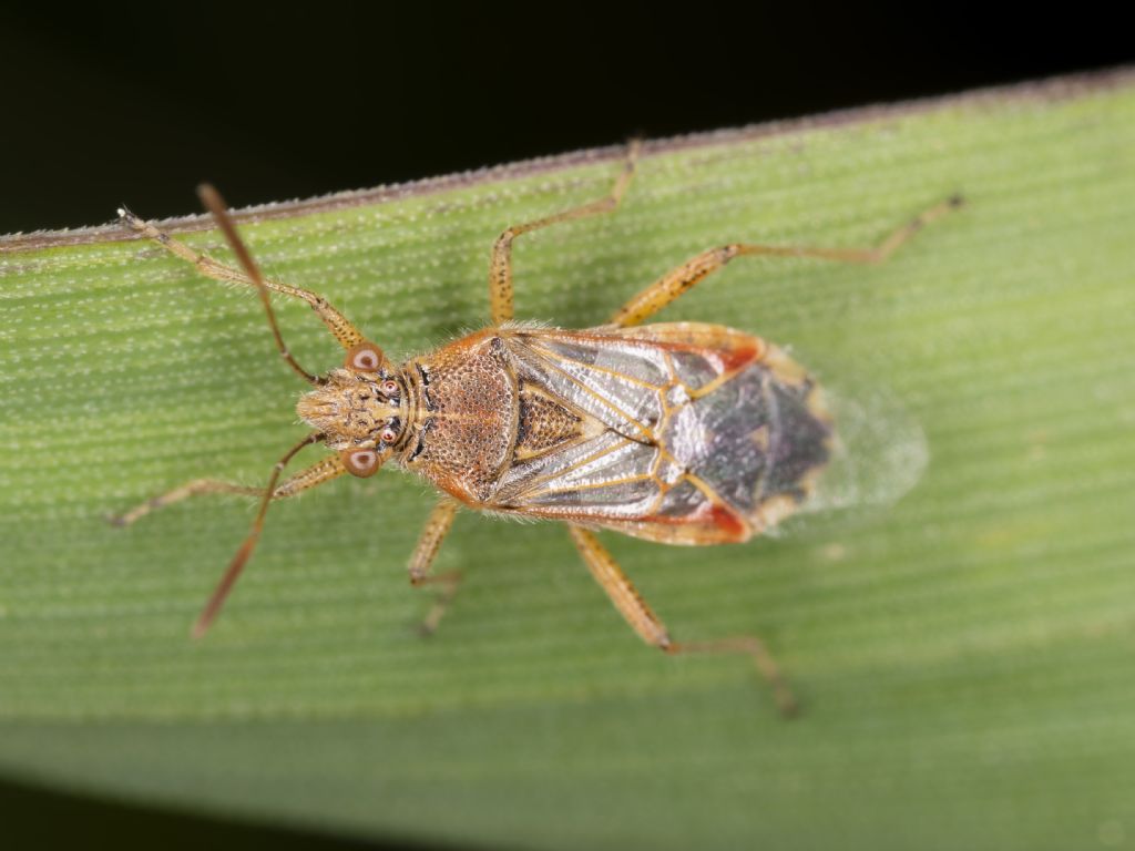 Liorhyssus hyalinus?